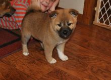 Energetic Ckc Shiba Inu Puppies Available For Adoption