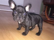 Available M/F French Bulldog puppies Ready