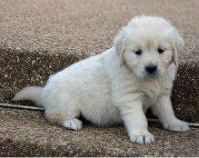 Gorgeous Golden Retriever puppies for Adoption