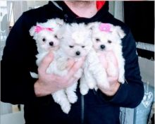 Home Raised Teacup Maltese Puppies Available .Email at ( valzcar67@gmail.com)