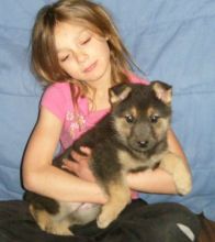 jkykyhrfg German Shepherd Dog puppies