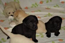 Male and Female Labrador Retriever Puppies