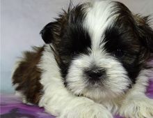 male and female Shih Tzu puppies