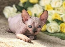 male and female sphynx kittens