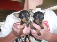 Miniature doberman pinscher puppies ready now