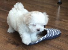 Outstanding Maltese Puppies for Adoption