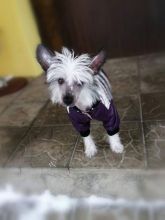 Quality Chinese Crested Puppies Ready For Rehoming