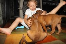 Quality CKC Rhodesian Ridgeback puppies