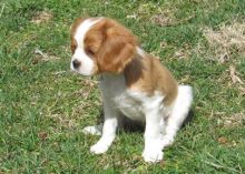 Quality Male and Female Cavalier King Charels Spaniel puppies