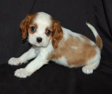 Sweet and lovely cavalier king Charles Spaniel puppies