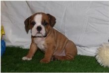 Two English bulldog puppies