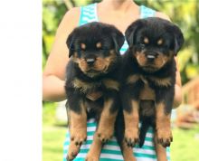 Two Rottweiler puppies