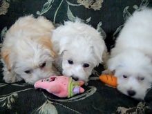 Very healthy and cute Havanese puppies for you