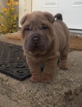Wrinkly- Minature Male and Female Platinum Chinese Shar Pei Puppies