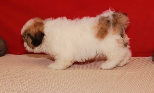 Attractive male and female Shih Tzu puppies Image eClassifieds4u