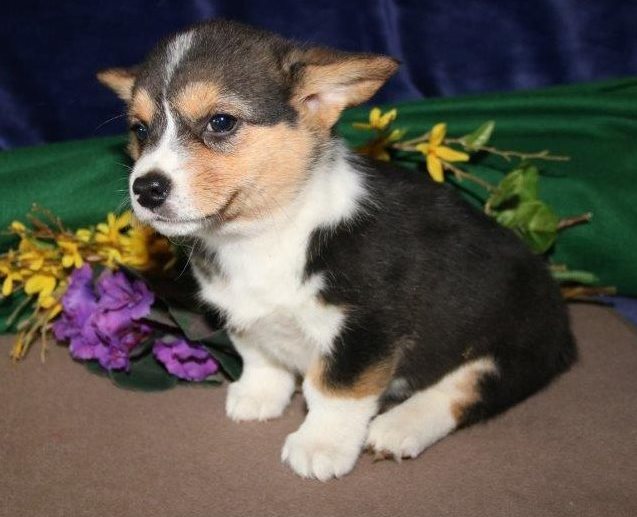 Beautiful special Pembroke Welsh Corgi Puppies for your family Image eClassifieds4u