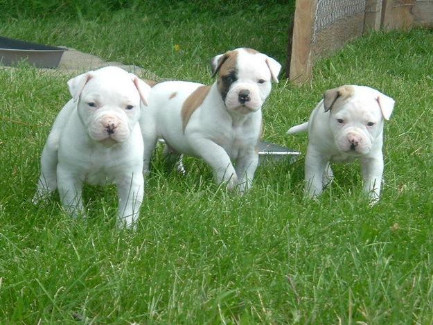 Cute American bulldog puppies for Rehoming Image eClassifieds4u