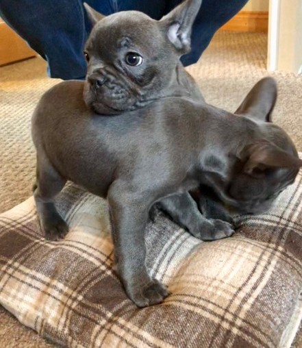 Home Raised French Bulldog Terrier puppies Image eClassifieds4u