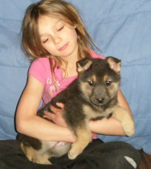 jkykyhrfg German Shepherd Dog puppies Image eClassifieds4u