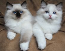 Cute Ragdoll Kittens Available Image eClassifieds4U