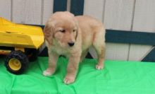 Golden Retriever puppies male and female ready Image eClassifieds4U