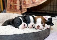 Adorable Boston terrier Puppies Available Image eClassifieds4U