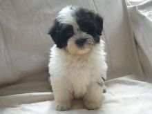 Adorable Havanese Puppies Available Image eClassifieds4U