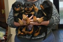 Adorable Rottweiler Pups Available. Email at (lovpau39@gmail.com) Image eClassifieds4U