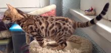 beautiful Bengal kittens available Image eClassifieds4U