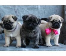 Cute Pug puppies Available Email at (morgangennifer@gmail.com) Image eClassifieds4U