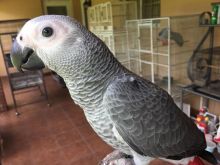 male and female African grey parrots Image eClassifieds4U