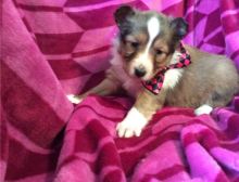 Stunning Healthy Shetland Sheepdog Puppies Image eClassifieds4U