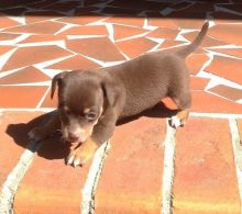 Top Quality Chihuahua Puppies For Adoption Image eClassifieds4U