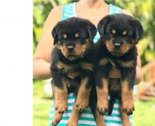 Two Rottweiler puppies Image eClassifieds4U