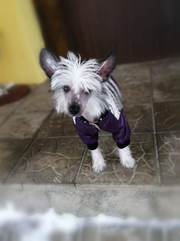 Quality Chinese Crested Puppies Ready For Rehoming Image eClassifieds4u