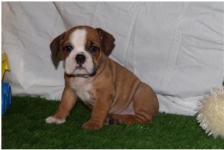 Two English bulldog puppies Image eClassifieds4u