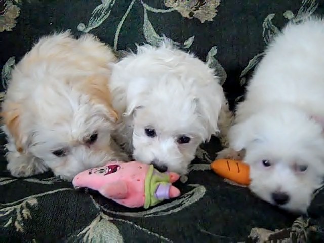 Very healthy and cute Havanese puppies for you Image eClassifieds4u