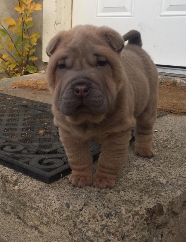 Wrinkly- Minature Male and Female Platinum Chinese Shar Pei Puppies Image eClassifieds4u