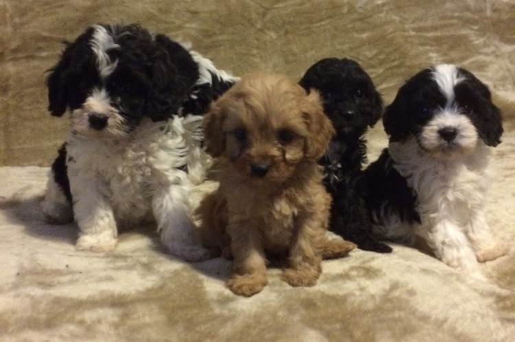 Cavapoo Puppies Available Cavapoo pups Image eClassifieds4u