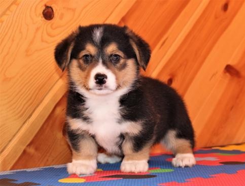 🎄🎄 Ckc ☮ Male ☮ Female ☮ Pembroke Welsh Corgi Puppies ☮🏠💕Delivery is Possible Image eClassifieds4u