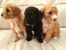 Cavapoo Puppies Available