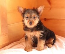 Teacup ☮ Male Female ☮ Yorkie Puppies 🏠💕Delivery is Possible🌎✈�