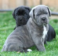 Absolutely adorable Cane Corso puppies for adoption.