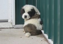 Beautiful Saint Bernard Pups available