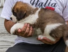 Beautiful Saint Bernard Pups available