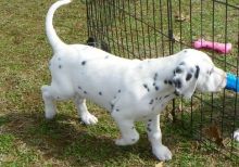 CKC Dalmatian puppies both male and female .