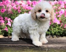 Cute and lovely Cavachon puppies