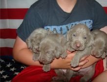 Cute weimaraner puppies Puppies Available