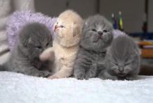 Excellent Scottish fold Kittens Available