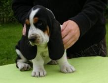 Healthy Basset Hound Pups available